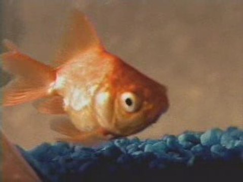 Ecampus - goldfish