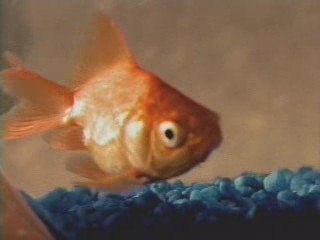 Ecampus - goldfish