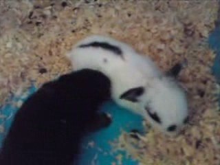 bébé lapin de Flash 4