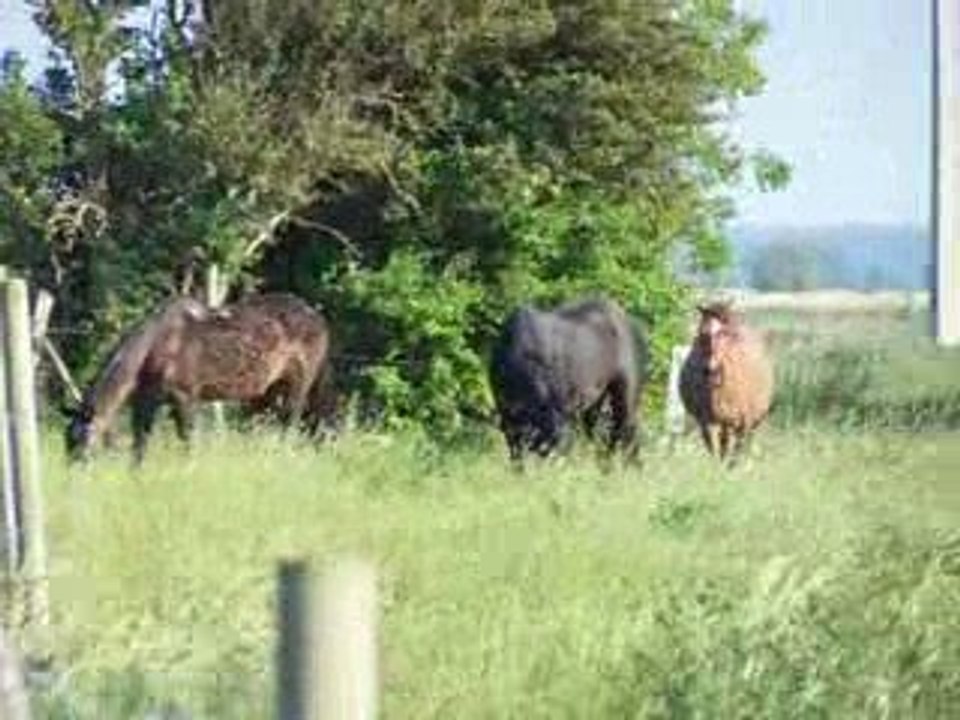 les chevaux
