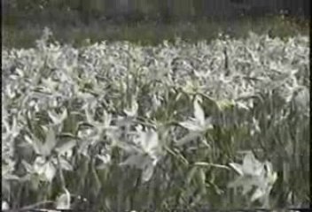 Долина нарциссов