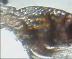 larve caridina multidentata ex japonica d'une semaine