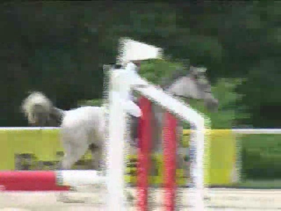 Sandra Guo, Springreiten, Laab im Walde (2008-089)