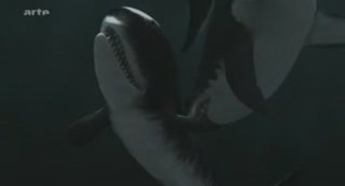 Le tueur des mers profondes (3 sur 4)