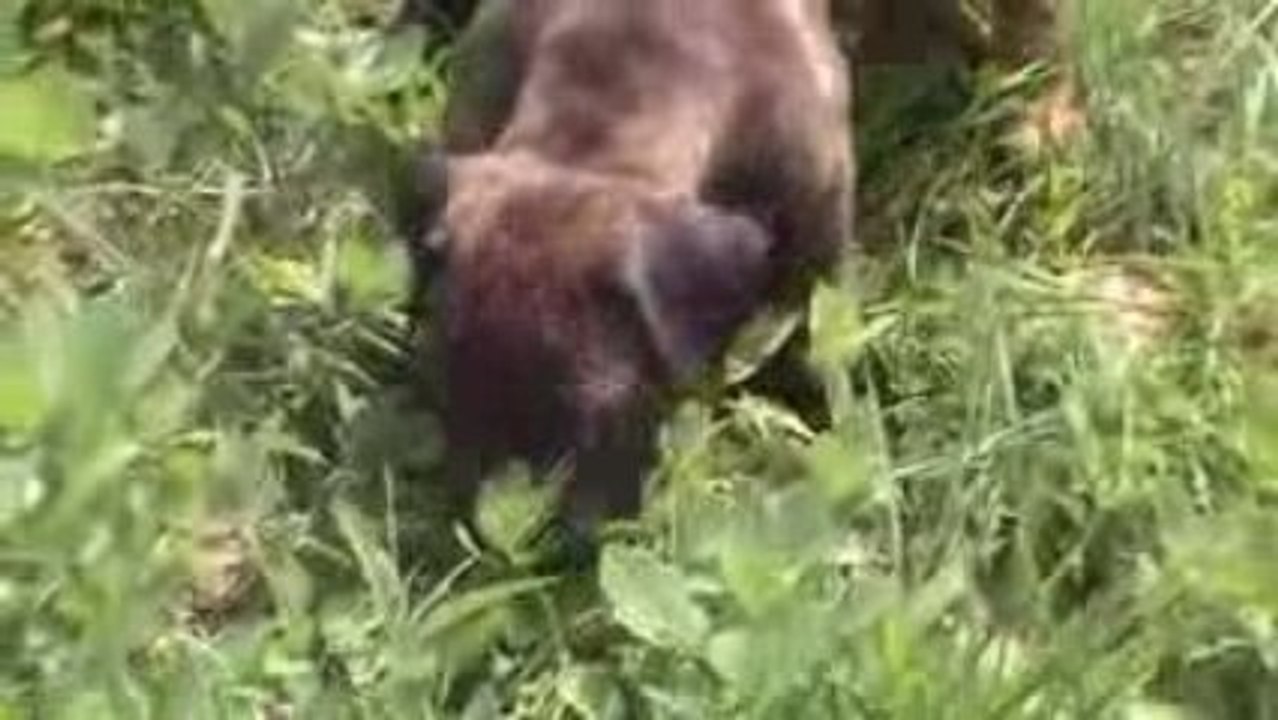 Dogo canario 5 semaines 1/2