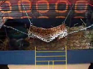 laloo qui fait la fofolle