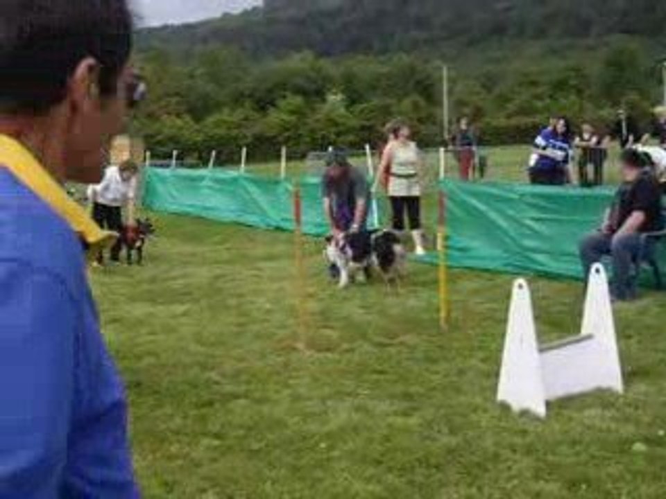 Concours de flyball