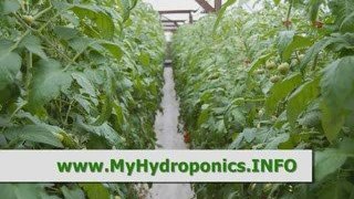 Homemade Hydroponic Garden Growing