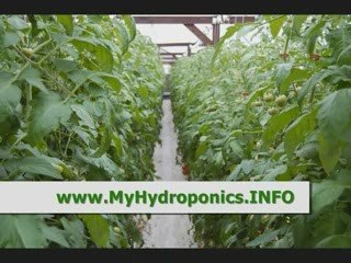 Homemade Hydroponic Garden Growing