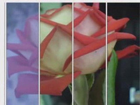 Bayery, Róża miłości