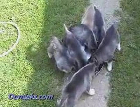 Tiffany X bubu pups 4.5 weeks old