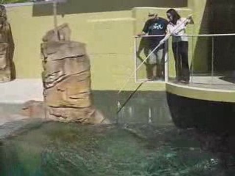 Feeding crocodiles at crocosaurus cove darwin