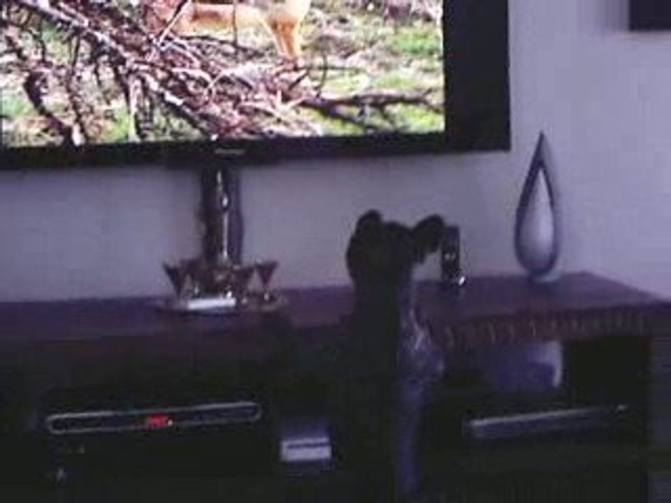 Daisy tele