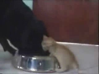 Ares ve küçük pati