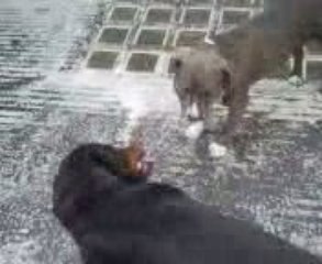 Rott and Staff jeux 3