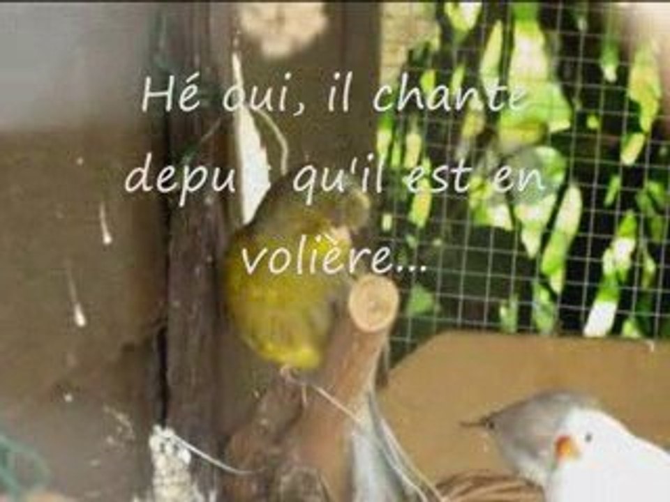 Canari femelle ou mâle ?