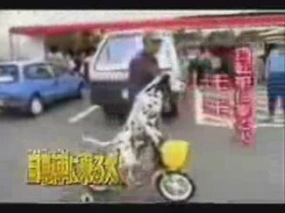 aji tchouf had el kelb