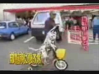 aji tchouf had el kelb