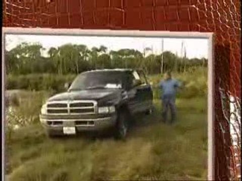 How Alligators are Farmed