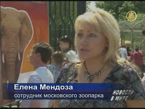 Новорожденный слоненок впервые показался на публике