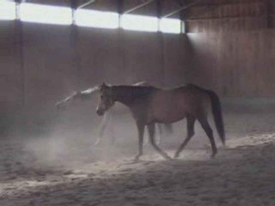 mes chevaux un peu fou