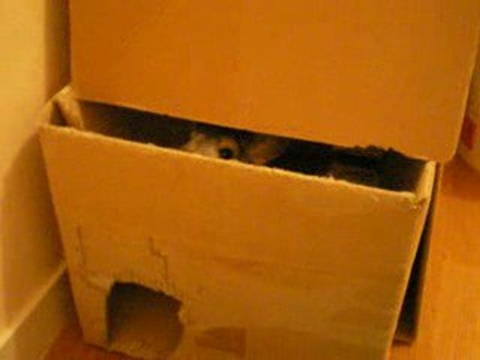 Disco dans son carton