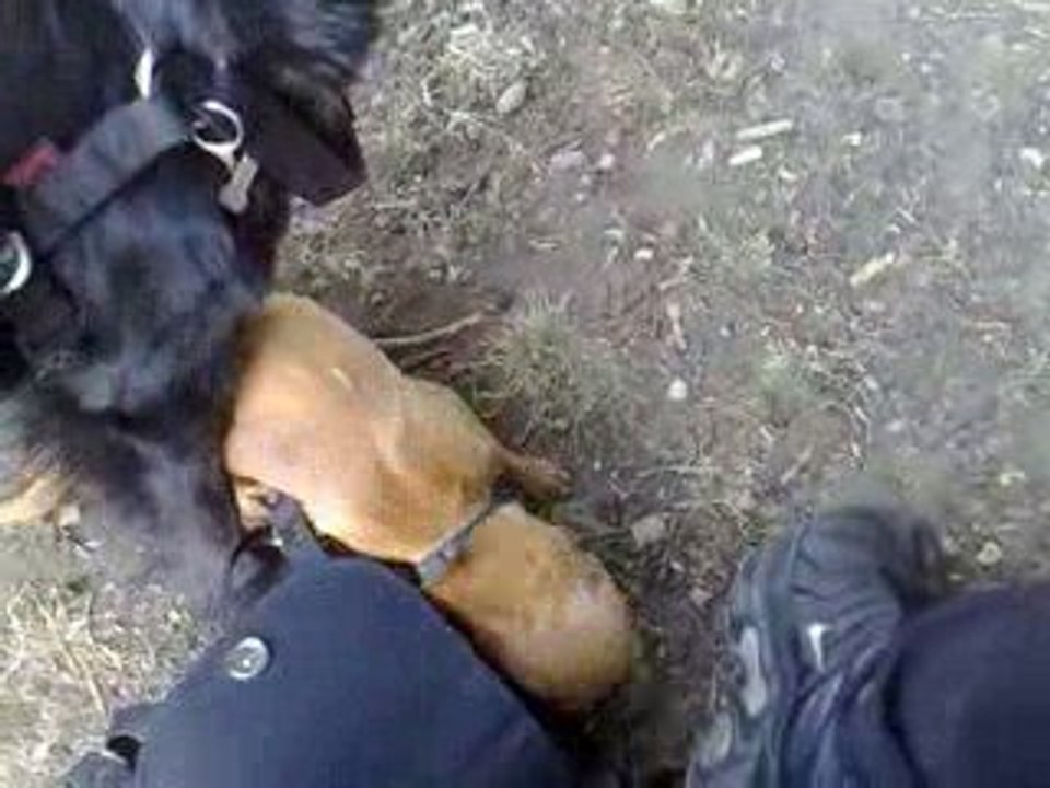 duffee et pepita