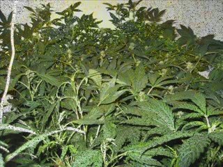 Video indoor new generation + xbox live room