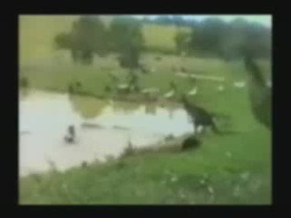Kangourou farceur