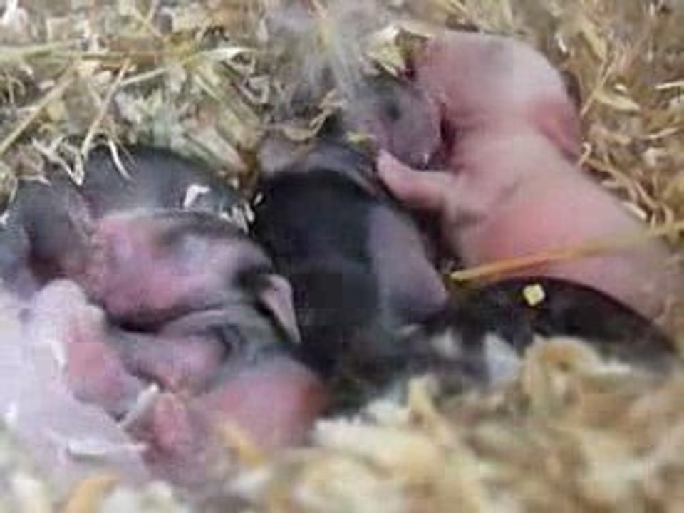 lapins dans nid 3 jours