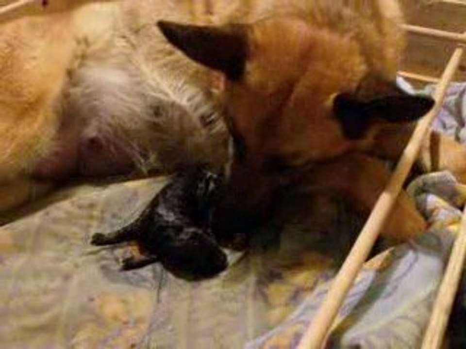 Varna mise bas09 054