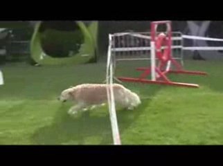 STGR Lezignan Salsa Agility2