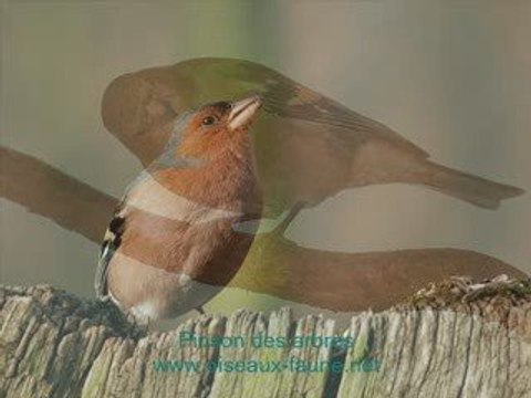 Chants d'oiseaux N°1