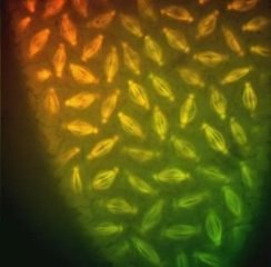 Mitoz Bölünme Gerçek çekim