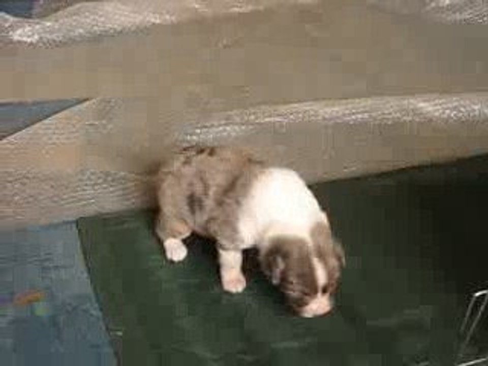 bébé apprend à marcher