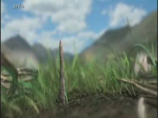 Le cordyceps ou l'or brun