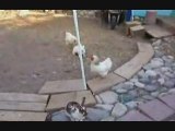 Intervention de 2 poulets ^^