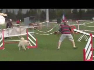 STGR Lezignan Tweeny Agility2