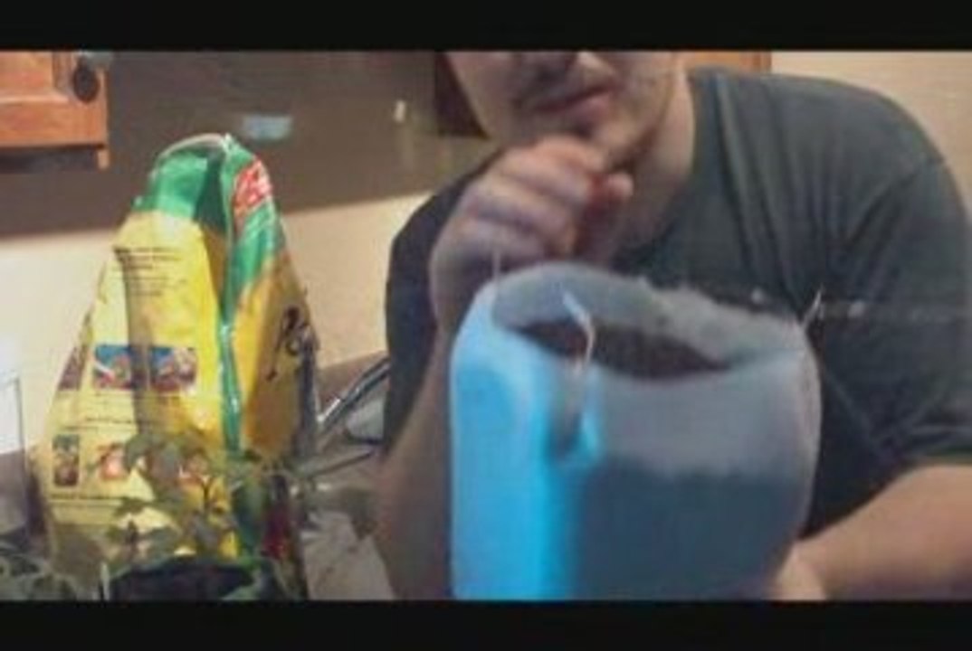 Grow Tomato Plants In Milk Jugs: Growing Apartment Tomatoes