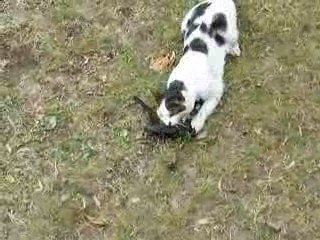 Chat qui défonce un oiseau