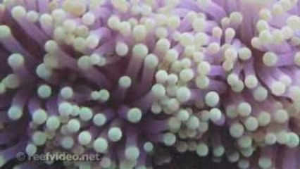 Torch Coral