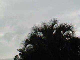 Draconomite, Natural brute beast