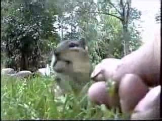 Findik Depolayan Sincap