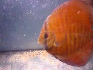 Vidéos Phong 8 mois