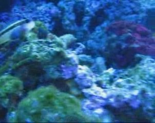 Fish-Cave in-ist-in de Juin 09