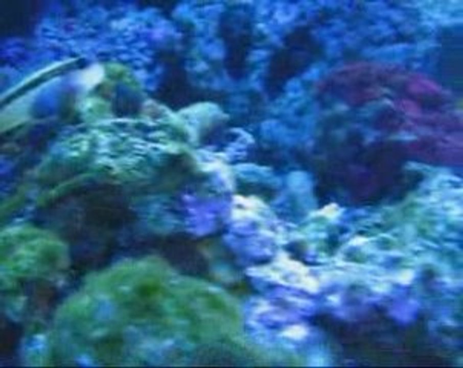 Fish-Cave in-ist-in de Juin 09