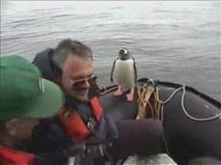 2913-pasEcouillonEleEpingouin