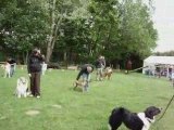 Agility Canine