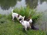 duke à Condé Folie avec ses copains foxies !