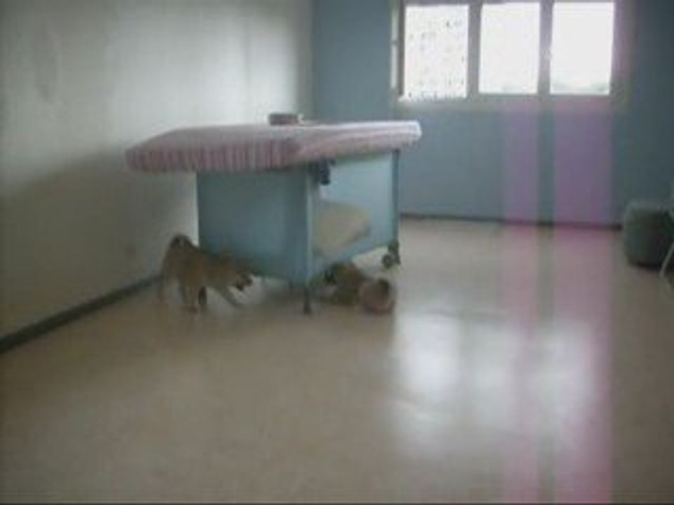 Tess et Emeraude le 6 Juin 2009